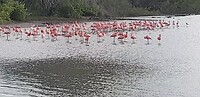 Flamingo's bij Bullenbaai.