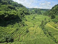 Mooie rijstvelden tijdens onze treinreis naar Bandung.
