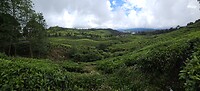 Theeplantages