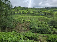 Theeplantages