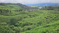 Theeplantages bij Kawah Putih