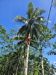 Green Valley tour Pangandaran. Demonstratie hoe de vruchten worden geoogst