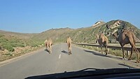 Wegblokkade in Dhofar