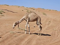 Wahiba Sands