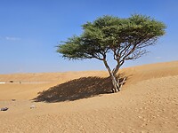 Wahiba Sands