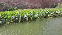 Overzetbootje naar Wadi Al Shab