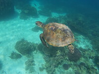 Snorkeltour Daymaniat eilanden