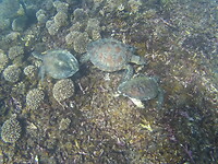 Snorkeltour Daymaniat eilanden