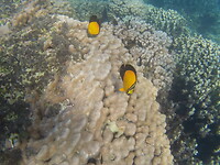 Snorkeltour Daymaniat eilanden