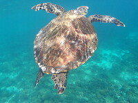 Snorkeltour Daymaniat eilanden