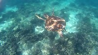 Zeeschildpad bij Daymaniat eilanden