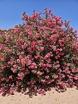 Oleander op de Wadi Al Farmosa trail