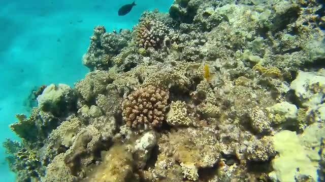 Stukje onderwaterwereld bij Aqaba