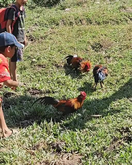 Jeugd in Muang Ngoi traint de hanen.