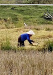 Rijstplanten snijden