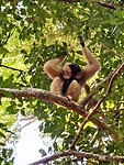 Witte gibbon