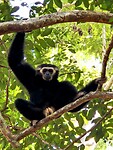 Zwarte gibbon