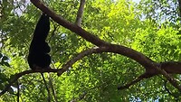 De zwarte Gibbon in Angkor Thom