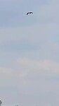 Ooievaars in vogelvlucht