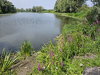 Bijland