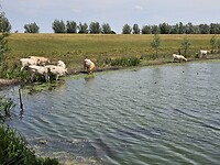 Bijland