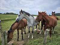 De nieuwsgierige paarden
