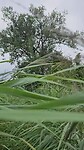 Struinen door het riet van het Rijnstrangenpad