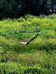 Buizerd of bruine kiekendief