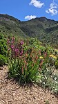 Kirstenbosch