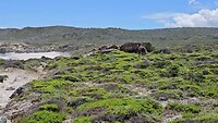 Tafelberg nationale park