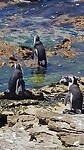 De Afrikaanse Pinguïns bij Stony Point