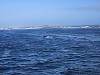 Walvis tijdens Marine Big 5 tour