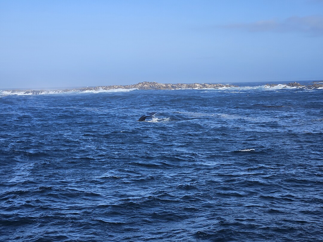 Walvis tijdens Marine Big 5 tour