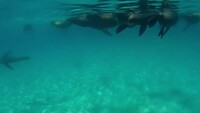 Snorkelen tussen de robben.