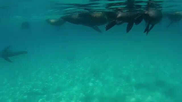 Snorkelen tussen de robben.