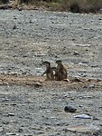 Kaapse grondeekhoorns