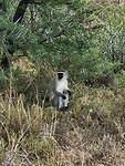 Vervet aapje bij Mountain Zebra NP