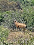 Rode hartebeest