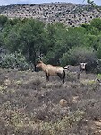 Rode hartebeest en bergzebra in Mountain Zebra NP