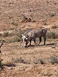 Wrattenzwijn in Addo