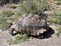 Schildpad in Addo Elephant Park