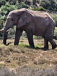 Olifant in Addo Elephant Park