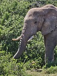 Olifant in Addo Elephant Park
