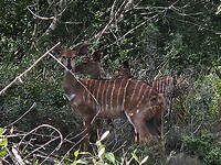 Nyala's