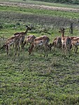 Impala's