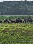 Buffels