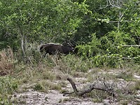 Mannelijke nyala
