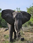 Potentiële big tusker