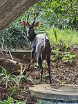Bosbok in Zimbali Estate