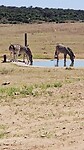 Zebra's in Addo Elephant Park
